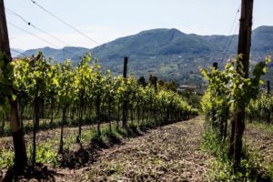 vino igt colli di salerno